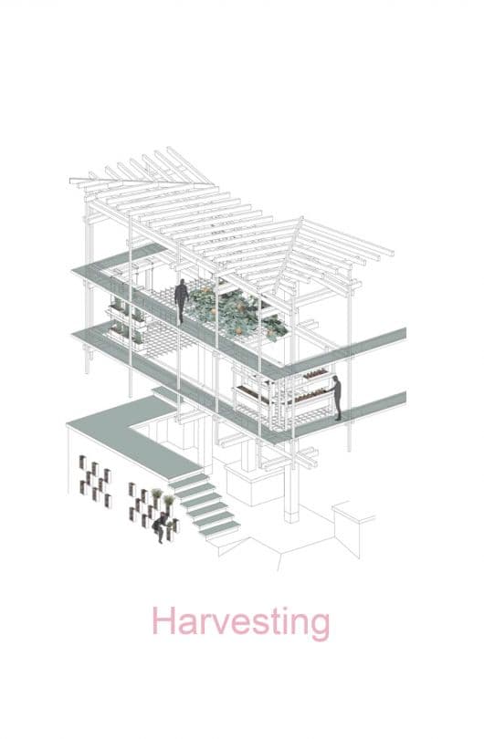 Rows of green plants growing in an indoor vertical farm with LED lighting