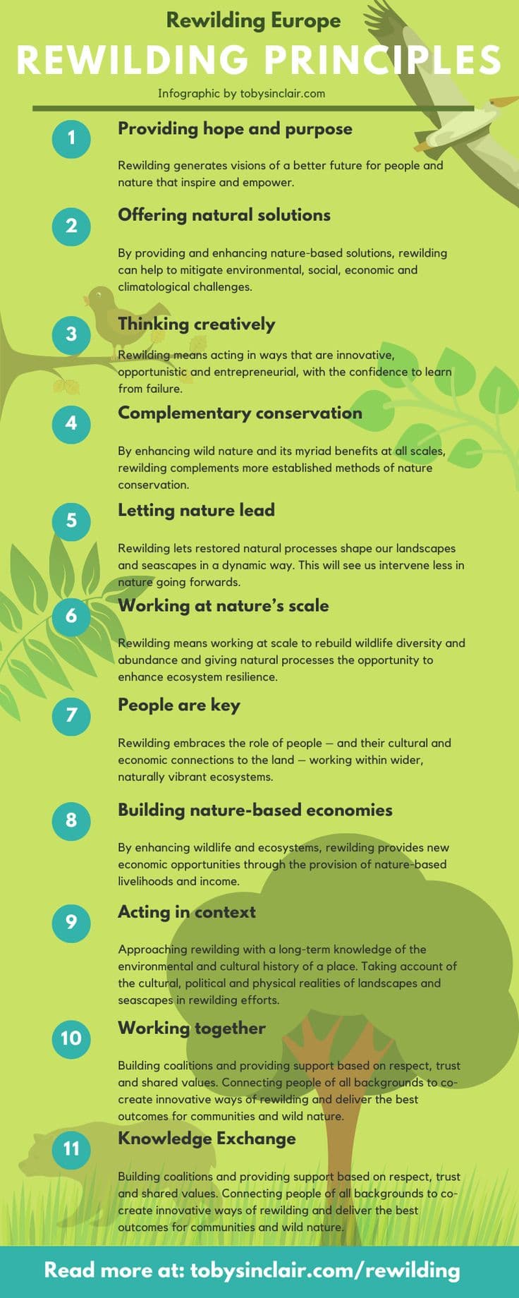 Wolf standing in a misty European forest