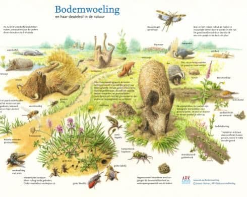 A wolf standing in a misty European forest landscape